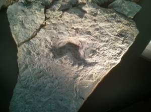 Reading in the wild.