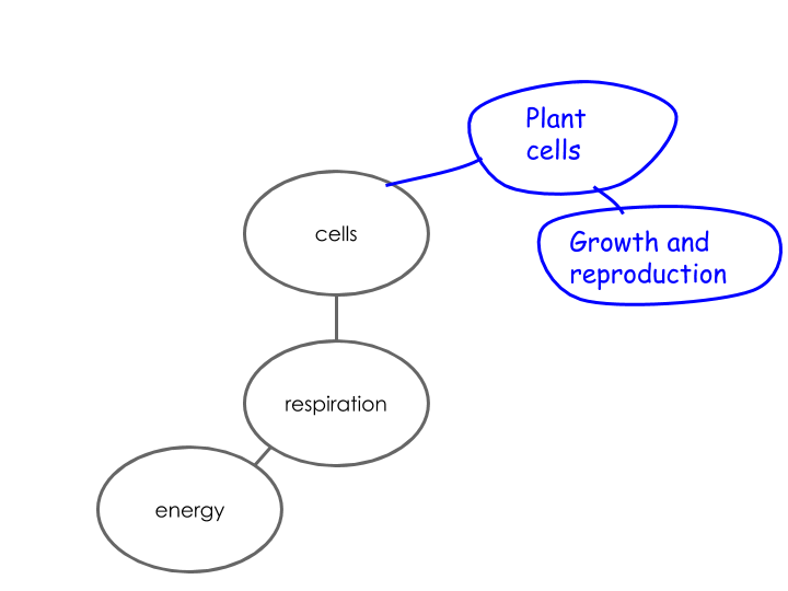 respiration graphic organiser